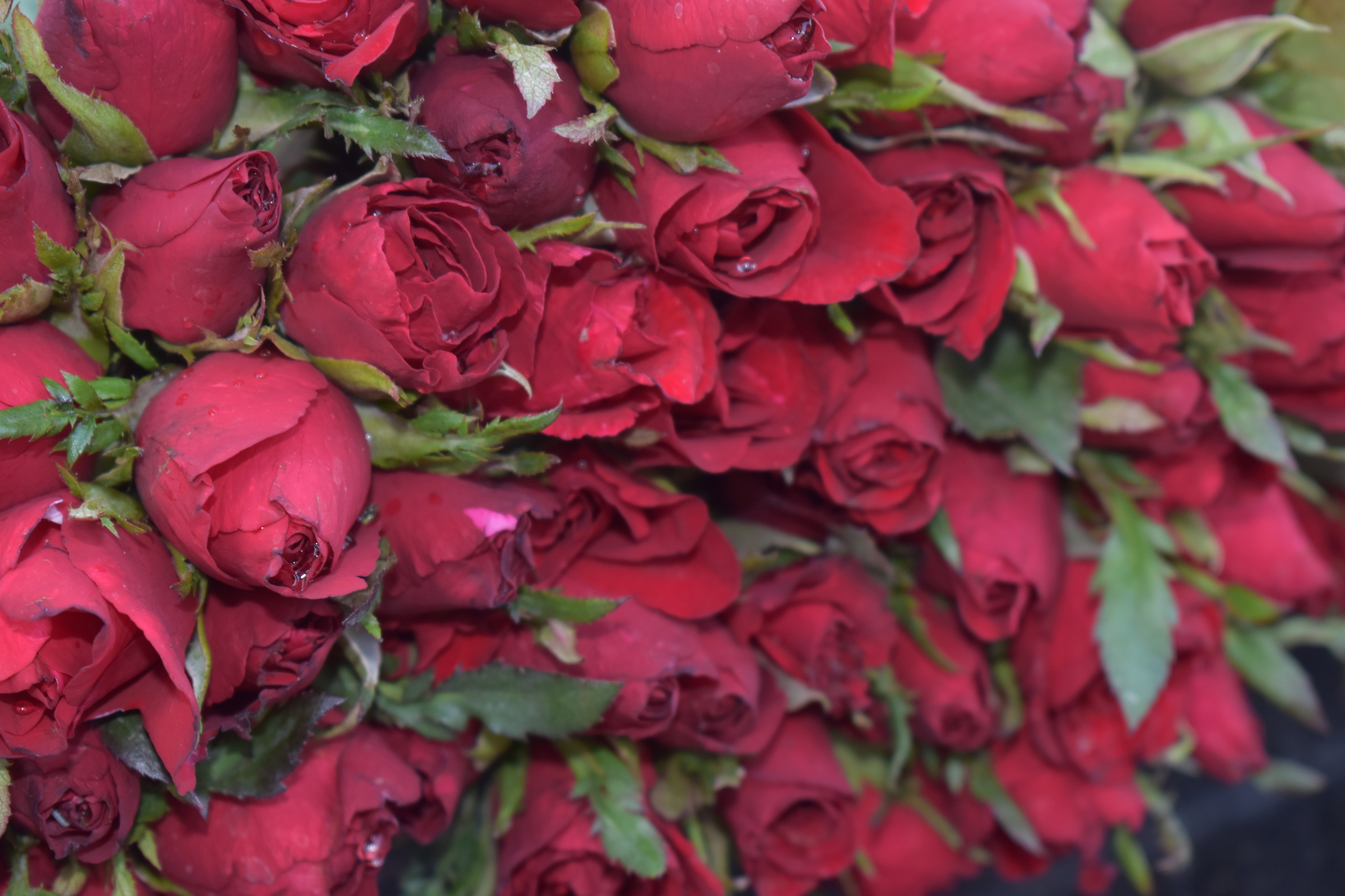 Fresh red roses,  flower dark backgrond.